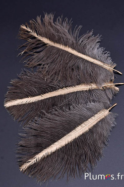 Autruche avec rayon doré fin - 13-18 cm - gris naturel